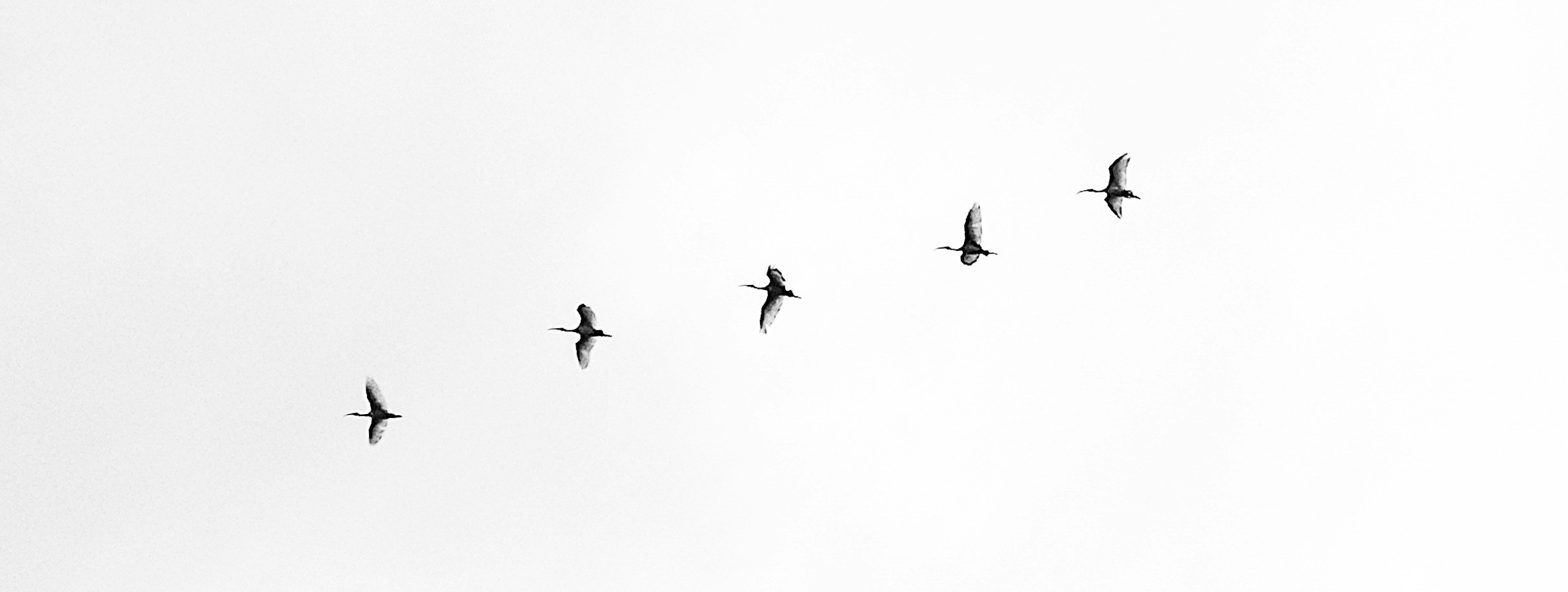 Five geese silhouetted in flight against a gray sky. They are flying in a roughly diagonal line.
